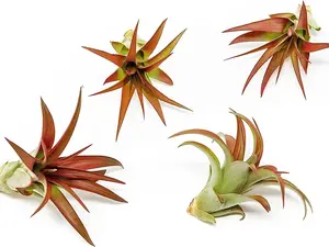 5 Pack Air Plants Red Abdita Tillandsia - Medium Air Plants Live Variety Pack - Live Succulent House Plants - Home Holders and Garden Decor - Easy Care Indoor and Outdoor Air Plant