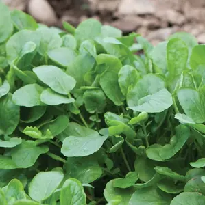 TomorrowSeeds - Upland Cress Seeds -  Microgreens Garnish Pepper Greens Lettuce Spinach Non GMO Garden Vegetable Seed For 2024 Season