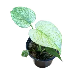 Monstera Mint Exotic Tropical Plant Start - Potted Indoor Addition for Home Garden Care, Potted Indoor Plants