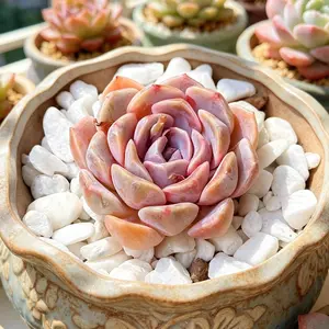 Echeveria ‘Teddy Bear Burger’  Cute Succulent Plant, Easy Care, Bare Root, Aesthetic Desk Decor, Perfect Gift Idea