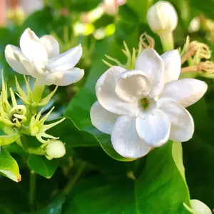 150 Pcs Jasmin Seeds for Planting Fragrant Flower Seeds for Home Garden