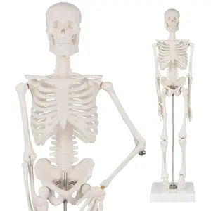 Human Skeleton Model, Portable 17" Skeleton Anatomy Model with Movable Skull, Arms and Legs, Teaching Model for Education, Human Skeletal Study and Display