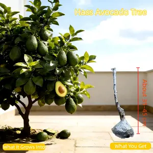Hass Avocado Tree – Healthy Grafted Seedling, Ready to Plant, Great for Garden, Patio, or Container Growing Saplings Fruit Live Non-GMO Compact Fast-Growing Hardy