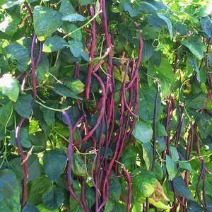 TomorrowSeeds - Purple Mart Yard Long Bean Seeds -  Asparagus, Beans, Chinese, Dark Red Brown Beans Pink Pole Asian Vegetable Seed 2024 Season