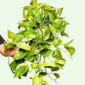 6” XXL Golden Pothos – Beginner Friendly Indoor Plant (Add Winter Protection if Below 40°)