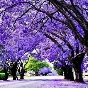 50 Purple Jacaranda Seeds Jacaranda Mimosifolia Fern Tree Seed