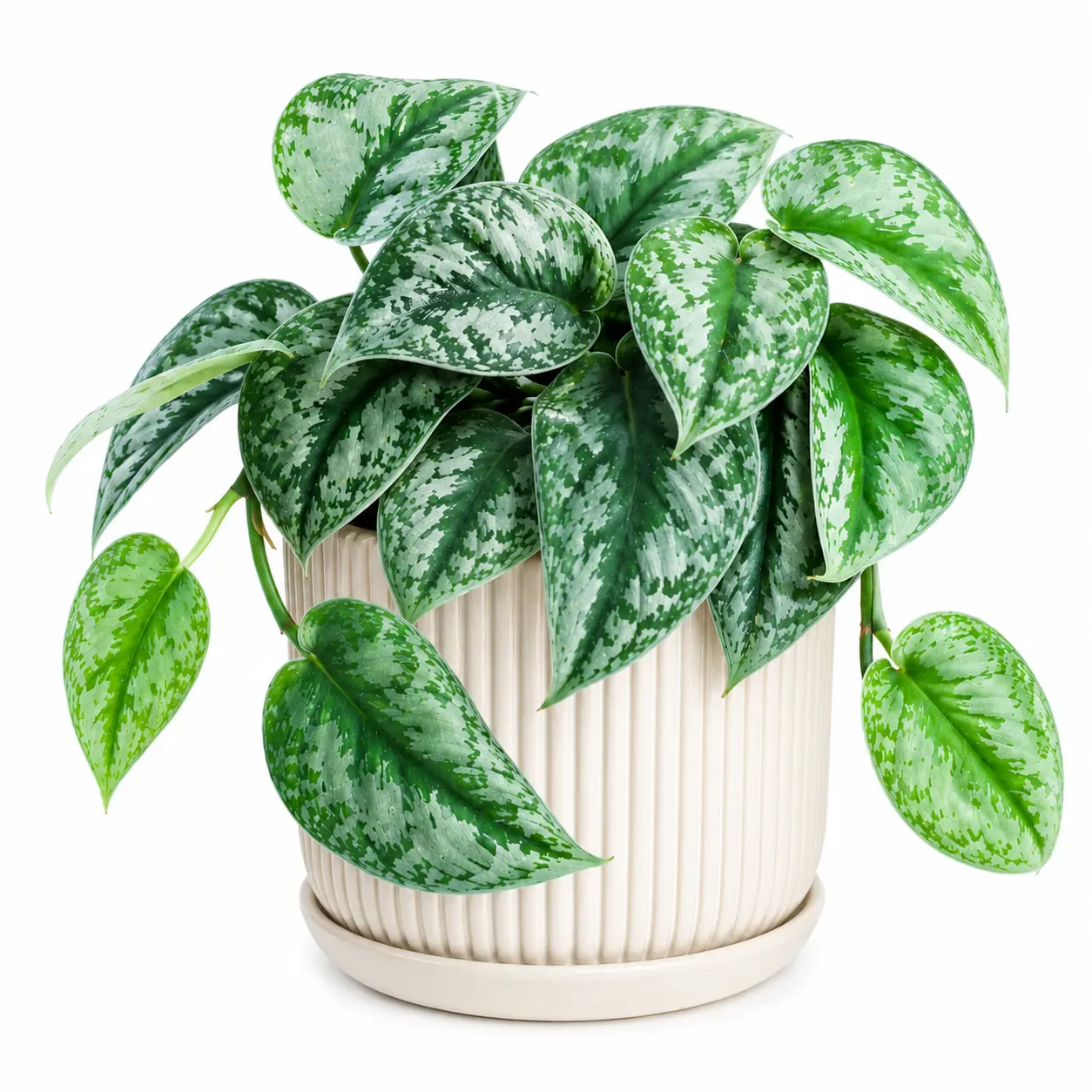 1 Silver Heart Pothos Live Plant – 2" Rooted Scindapsus pictus | Satin Pothos Houseplant | Easy Care Indoor Plant with Silver Variegated Leaves
