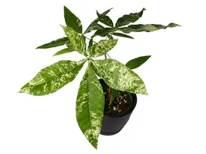 Variegated Money Tree 4" Potted Live Plant - Pachira glabra 'Variegata' - Shimmering Milky Way Foliage - Rare Albo Variegation - Exotic Good Luck Tree - Non Toxic, Pet Safe - High Contrast Houseplant - Statement Indoor Decor - Pachira Aquatica