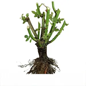 Live Rose Bush Seedlings – Fragrant Heirloom Blooms | Ready to Plant Bare Root | Perennial Garden Favorite