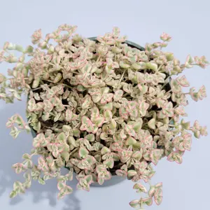 Sedum 'Little Missy'