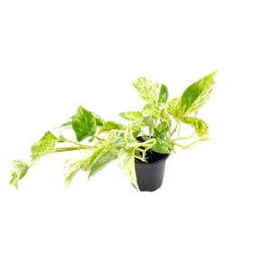 4” Marble Queen Pothos, Epipremnum aureum, Plant, Gift ,Hanging Plant, Vine, Variegated Plant