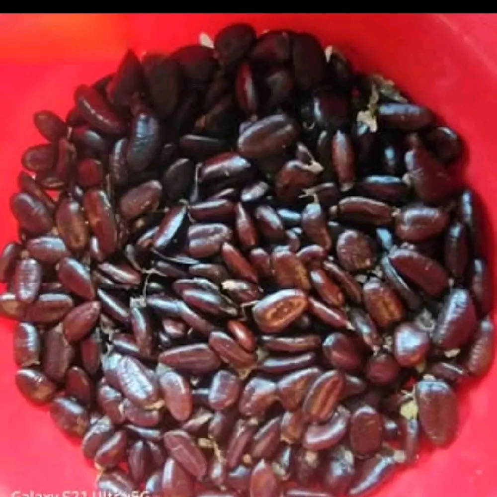 Pawpaw Seeds!