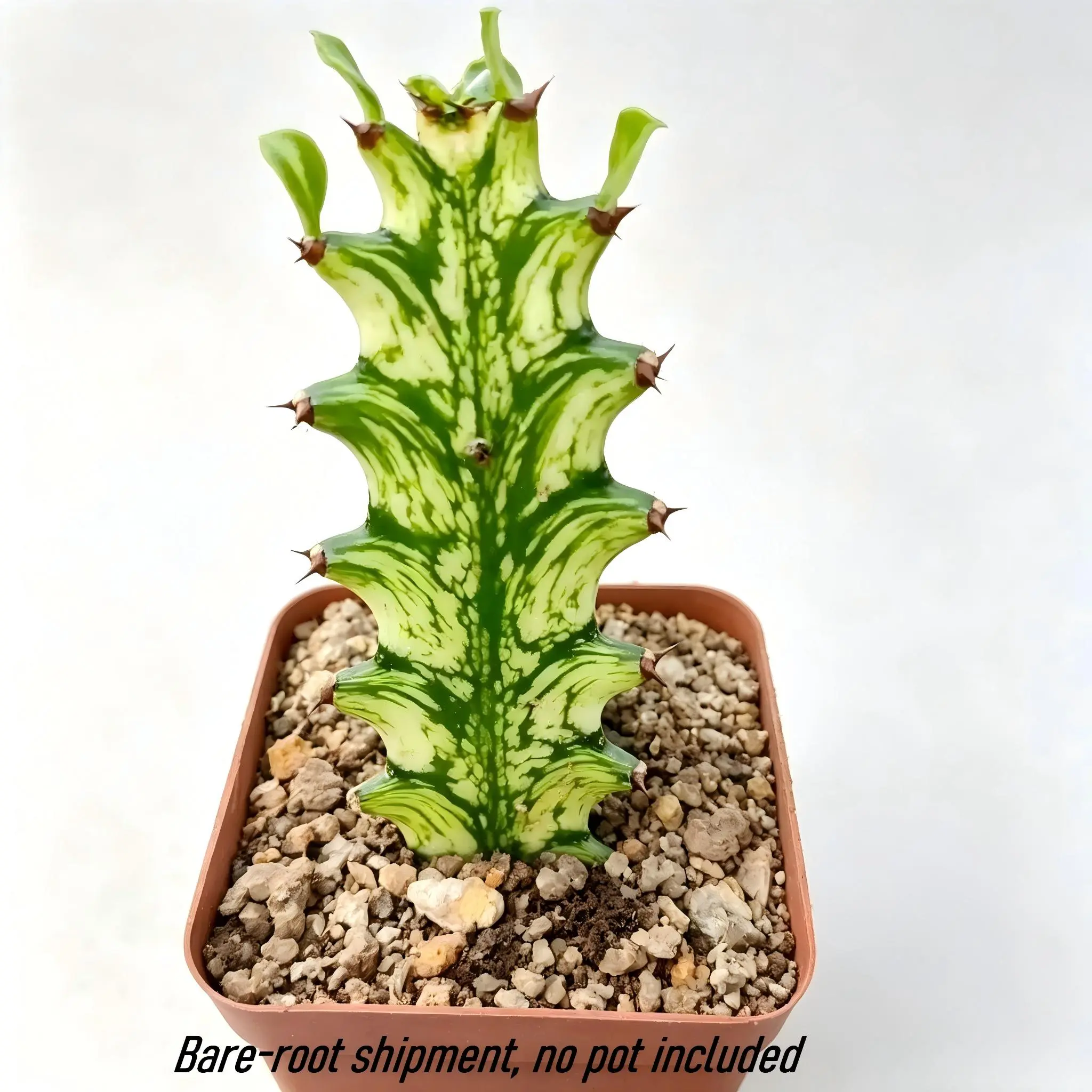 Variegated Huernia Horn-Shaped Succulent, Bare-Root Plant for Home Decor, Garden Supplies Cacti & Succulents Collection