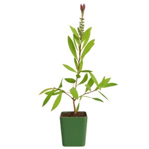 Red Bottlebrush Plant - Callistemon Citrinus for Outdoor Gardens