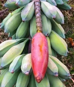 5 seeds Musa nagensium hongii