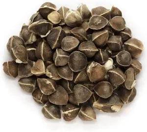 Moringa Seeds 50 Pcs – Miracle Tree Seeds for Herbal Garden, Eco-Friendly & Fast-Growing