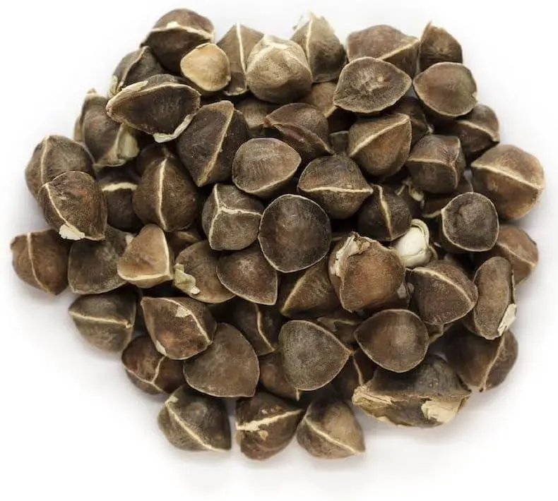 Moringa Seeds 50 Pcs – Miracle Tree Seeds for Herbal Garden, Eco-Friendly & Fast-Growing