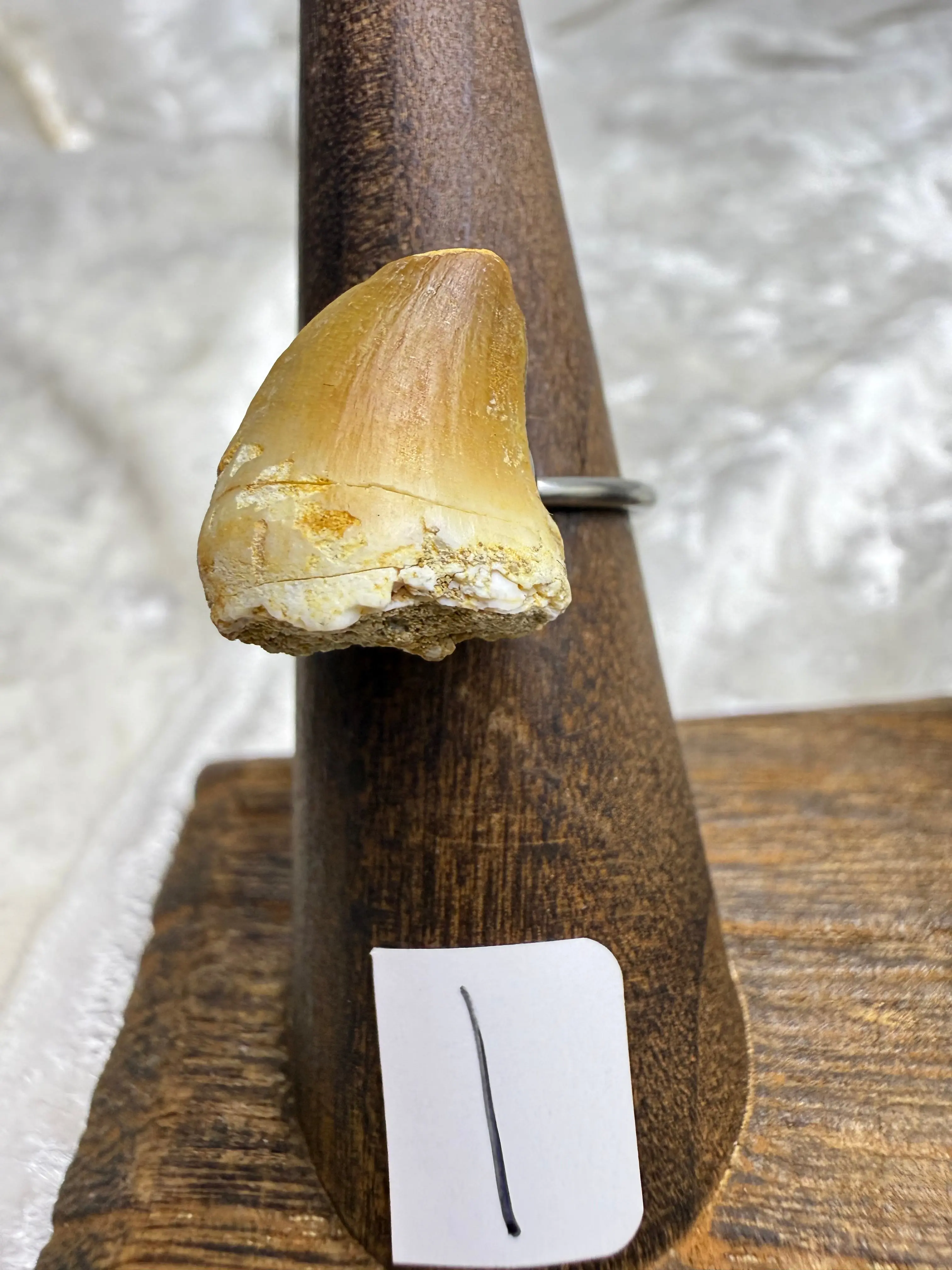 One-of-a-Kind Raw Fossilized Shark Tooth Ring #1 | Handmade Adjustable Hypoallergenic Crystal Jewelry
