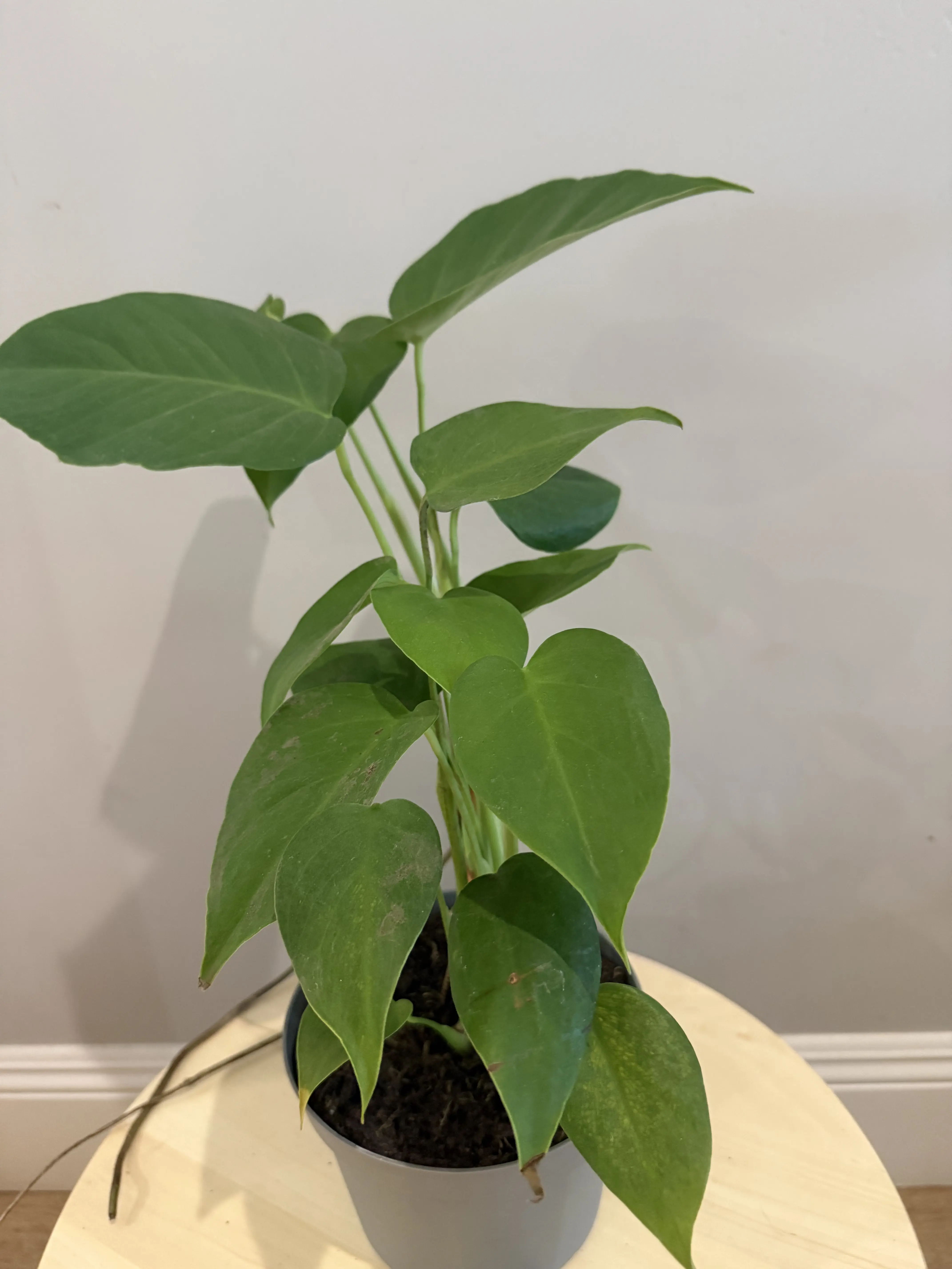 Monstera Deliciosa Sierrana