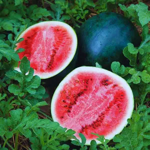 Heirloom Sugar Baby Watermelon Seeds - Organic and Regenerative Gardening Seeds