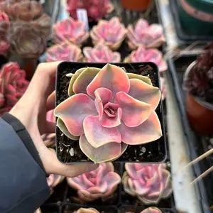 Echeveria 'Rainbow' Variegated Single Head(around 3'')- Bare Root Succulents - Terra Tales