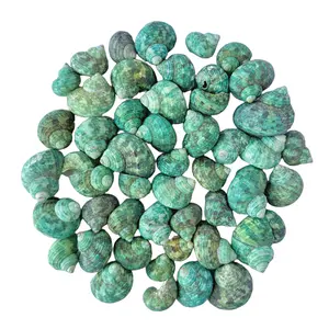 Seashells for Crafts 1"-2",42-45 PCS Ocean Conch Natural Seashells for Beach Party Decoration, Home Vase Filler, Fish Tank Decoration, DIY Arts and Crafts Sea Shells(Small)