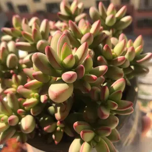 2"Live Succulent (Crassula rupestris var. mountainous)