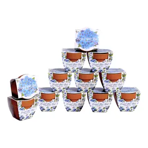 Forget-Me-Not Grow Kits | Daydream Mini Terracotta Pots (12 Pack)