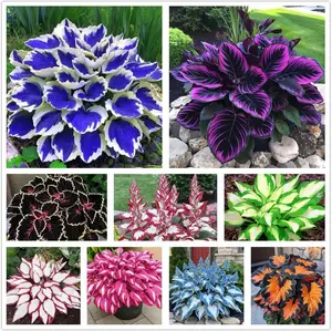 800pcs Mixed Color Hosta Seeds – Rare Perennial Shade-Loving Plants for Outdoor Planting – Low-Maintenance Foliage Ideal for Garden Beds, Borders, Containers & Patio Landscaping – Easy to Grow, Perfect for Lush, Decorative Greenery
