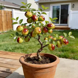 Heirloom Non-GMO Winter Jujube Seedlings – Compact Potted Fruit Trees for Home Garden, Patio & Containers | Easy-to-Grow Dwarf Winter Jujube for Beginners | Outdoor & Backyard Orchard Plant | Ideal Gift for Garden Lovers