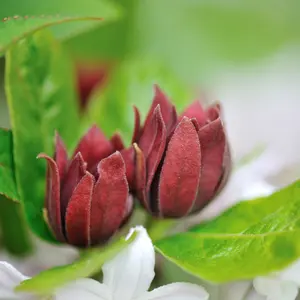 Carolina Sweetshrub (Allspice) – Live Bare Root, 1–2 ft | Calycanthus floridus