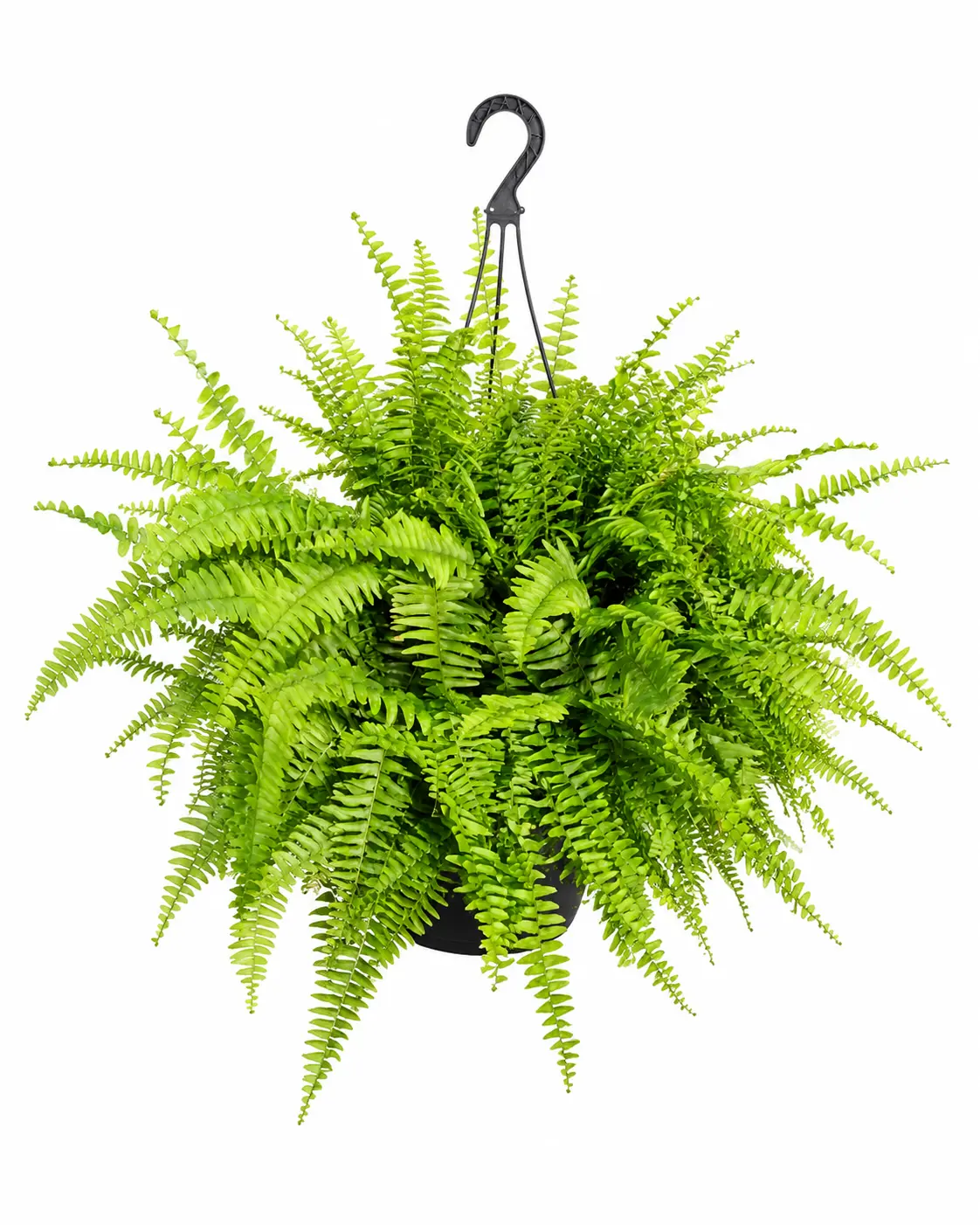 Boston Fern, Live Plant Hanging Basket, Air Purifying, Pet Friendly, Tropical Houseplant