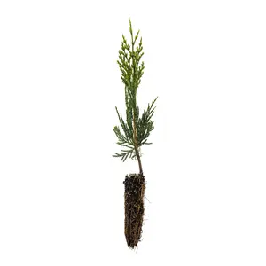 Incense Cedar | Small Tree Seedling