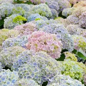 200+pcs Mixed Color Hydrangea Seeds – Beautiful Blend of Colors, Easy-to-Grow, Perfect for Garden Borders, Pollinator-Friendly, Non-GMO