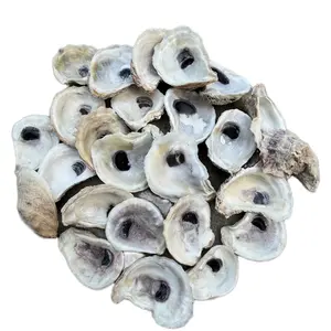 Oyster Shells 24 pack 2-3”