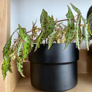 Butterfly Begonia Plant Live In 4 Inches Pot - Begonia Plant - House Live Plant - Grow Well Indoor