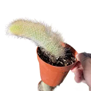 White Monkey tail cactus-Rooted hairy mature live plant