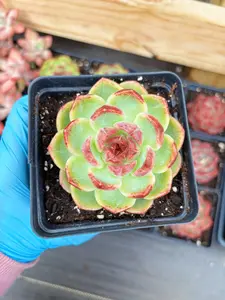 Echeveria Chungking Express - April Farm/Rare Succulent