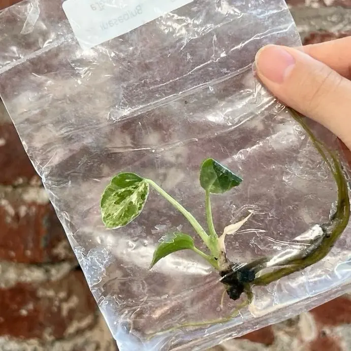 Monstera Bulbasaur TC Plantlet