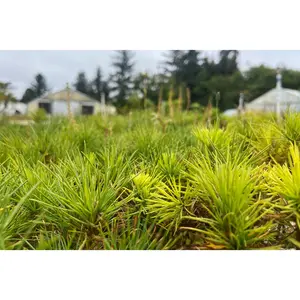 Sugar Pine | Lot of 30 Tree Seedlings