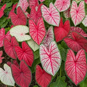Caladium Bulbs, Fancy Mix, Pack of 10 (Ten), Easy to Grow, Colorful Mix, Perennial Hosta