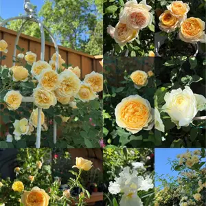 200 Rare Golden Yellow Rose Seeds | Perennial Garden Flower