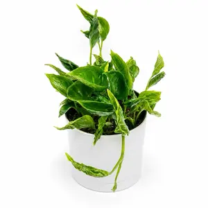 Rare Pothos Shangri La (Curly pothos) 6" House Plant with Unique Leaves, Low Maintenance, Ideal for Indoor Home Decor