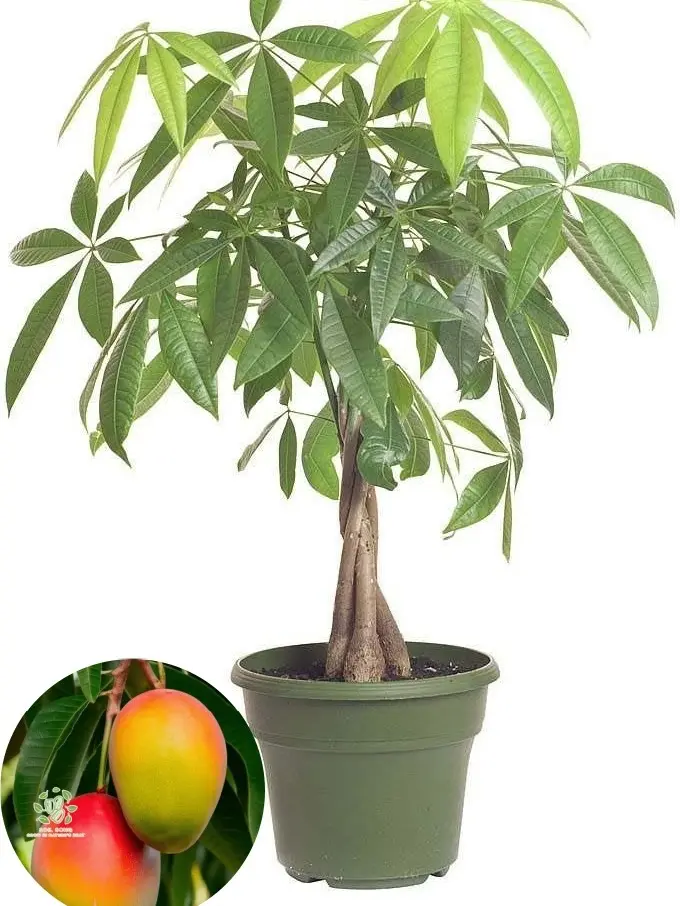 Mango Tree Live Plant Tropical Fruit Tree Seedling For Home Backyard Patio Potted Growing