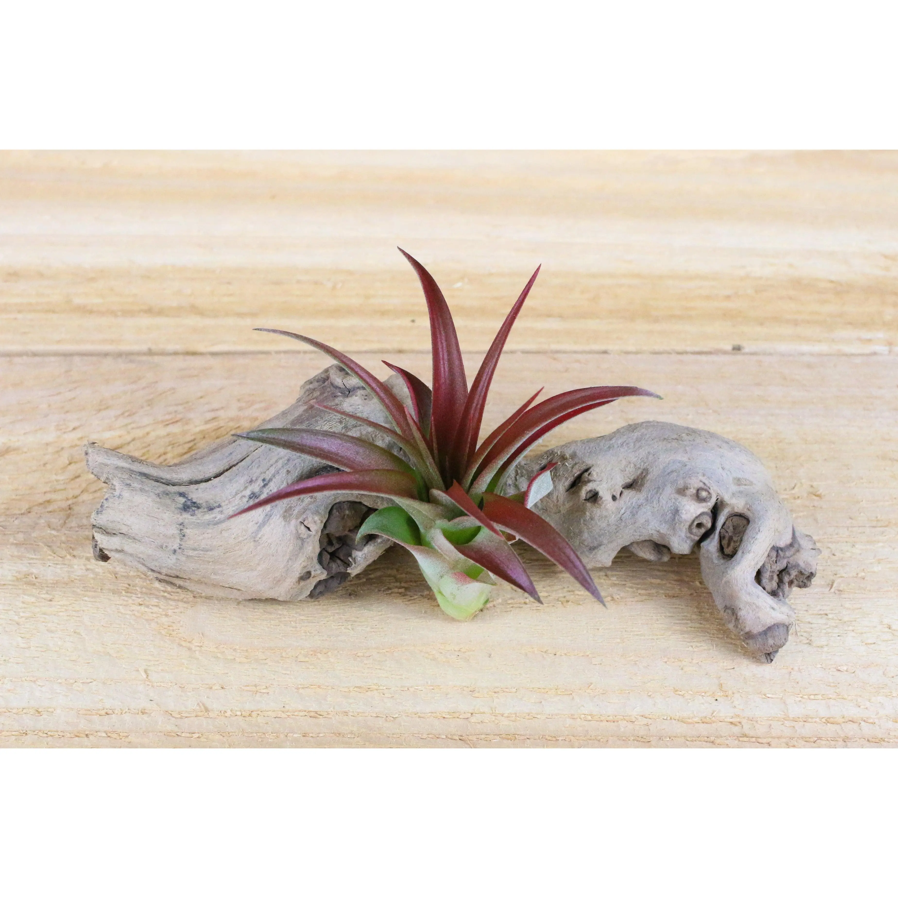 Tillandsia Red Abdita Air Plants [Single Plant]