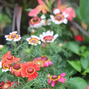 Painted Daisy Mix Seeds (Chrysanthemum carinatum) Bright, tricolor flowers with a daisy form. Great for cutting and pollinators. Adds bold color to garden beds and borders.