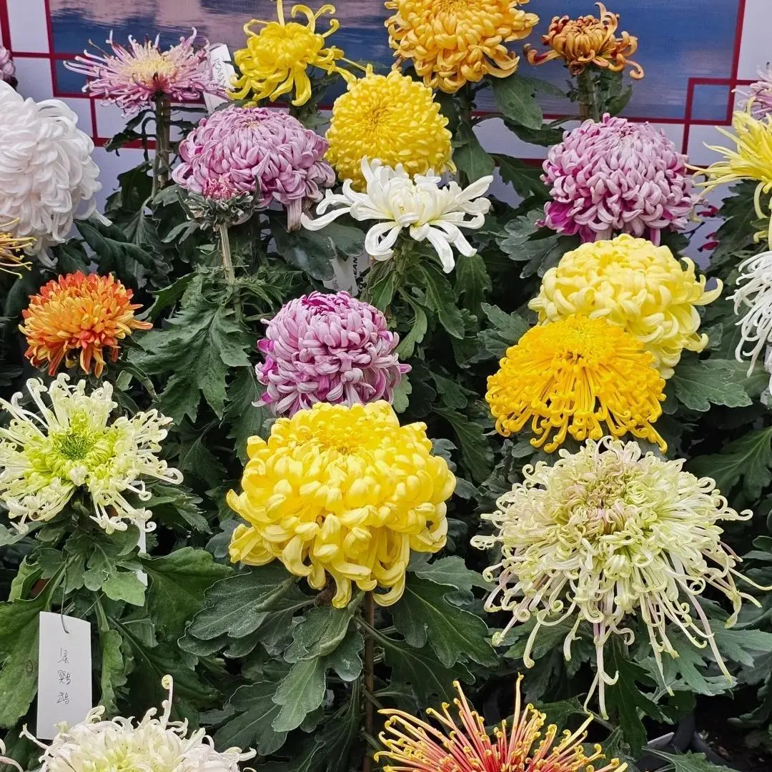 200 PCS Chrysanthemum Seeds – Decorative Garden Flowers with Long Blooming Appeal – Ideal for Outdoor & Container Planting – Seeds Only, Not Plants