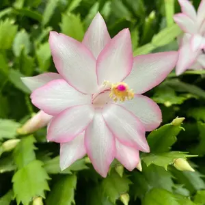 Light Pink white Christmas Cactus Starter Plant - EPRIC STAR- Schlumbergera Truncata - live Starter Plant