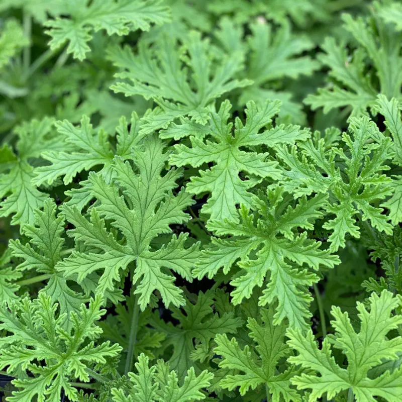 Citronella Mosquito Plant