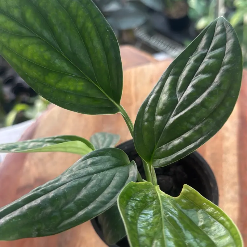 Monstera Peru Tropical Plant - Indoor Vining Houseplant with Deeply Textured Foliage, Easy-Care Addition for Home Decor Aesthetics & Indoor Gardening